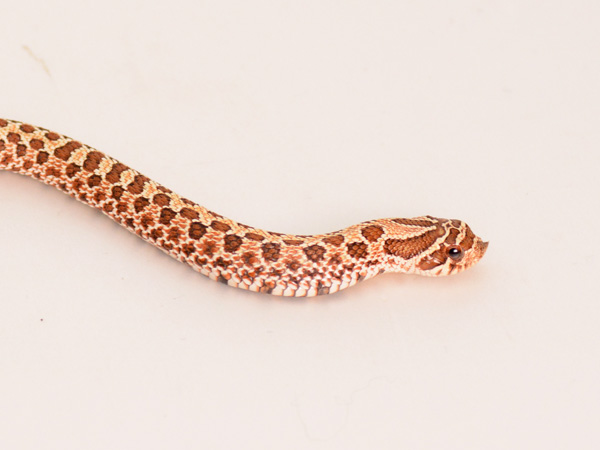 シシバナヘビ ノーマル DH スノー ♀ サムネイル02